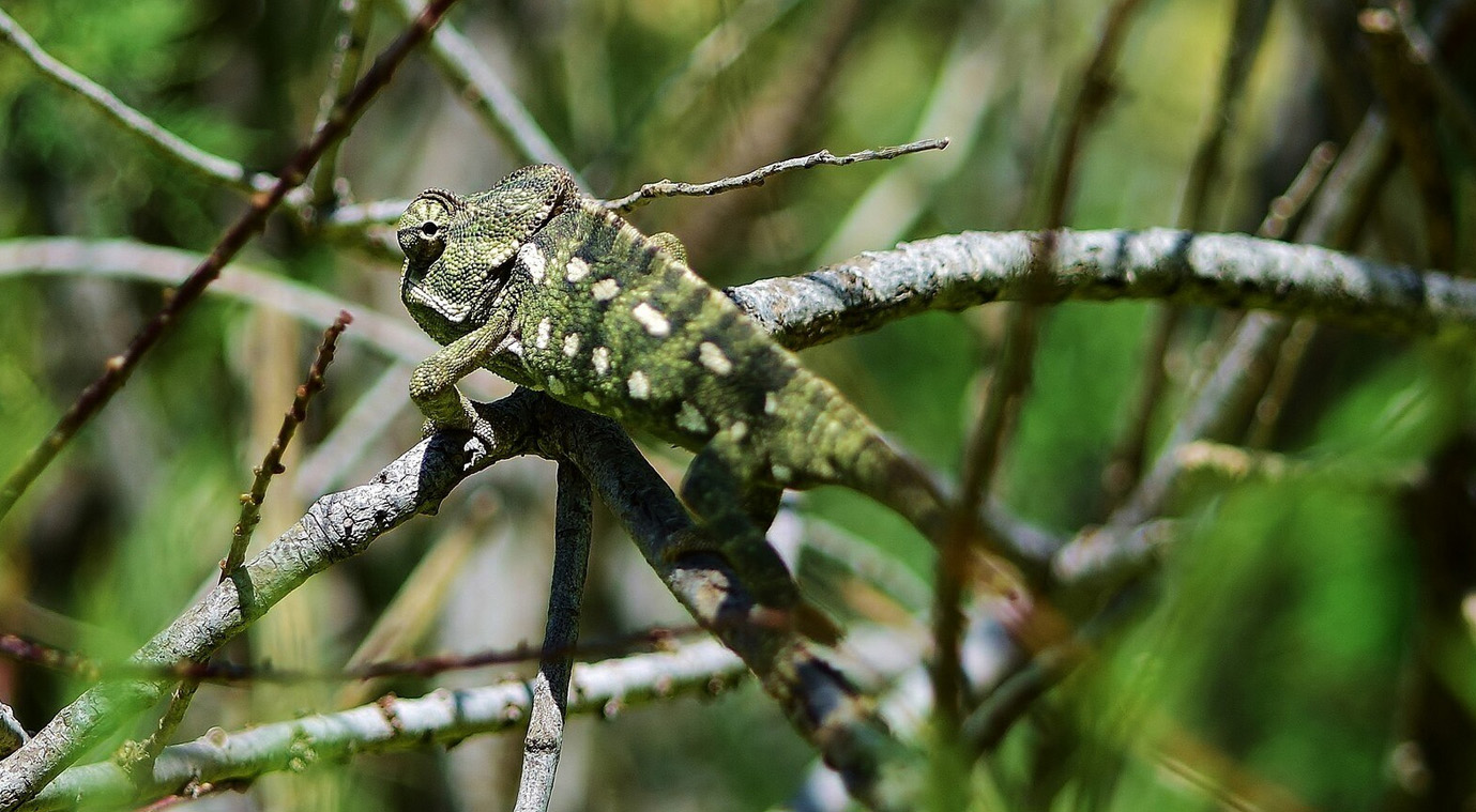 Invasive Species: Destroyers or Survivors?