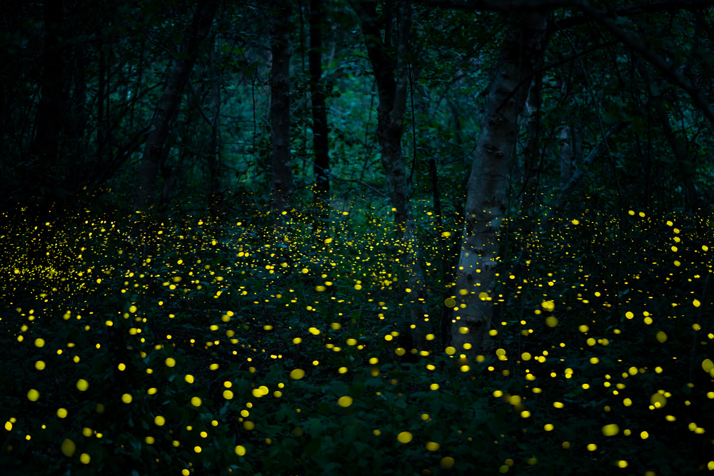 Fireflies Are Disappearing: Can We Save Them?