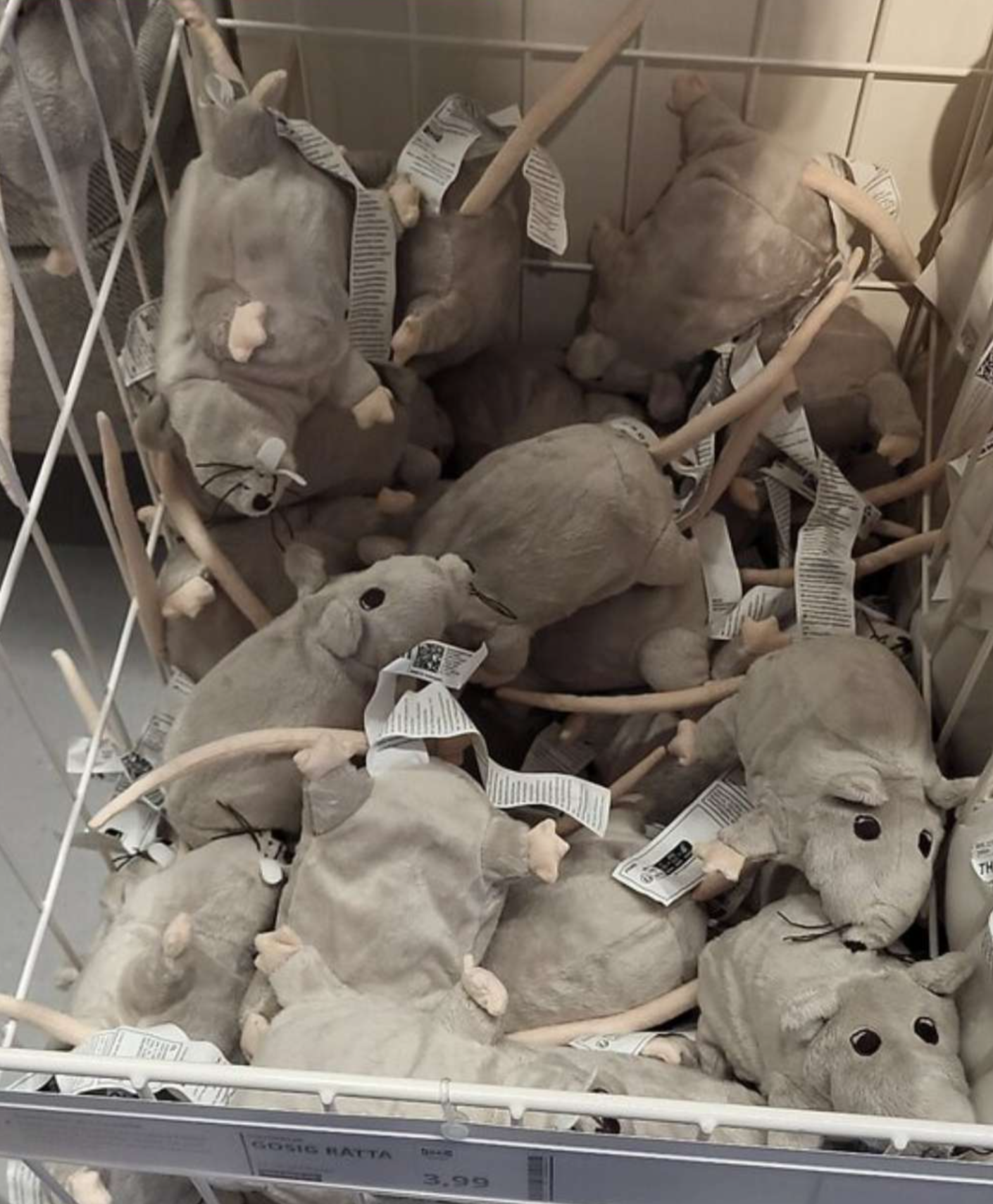 Why Rats Are the Ultimate Underrated Heroes of the Animal Kingdom?